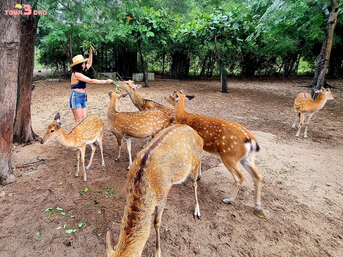 đảo hoa lan nha trang