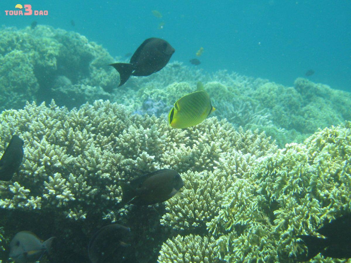 đảo hòn mun nha trang