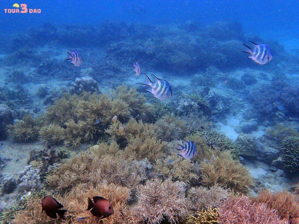 đảo hòn mun nha trang