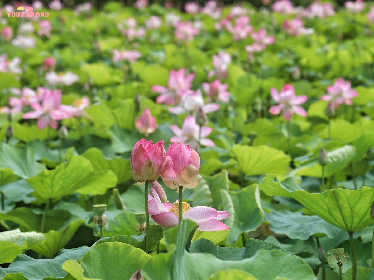 tour gành nhảy ninh vân