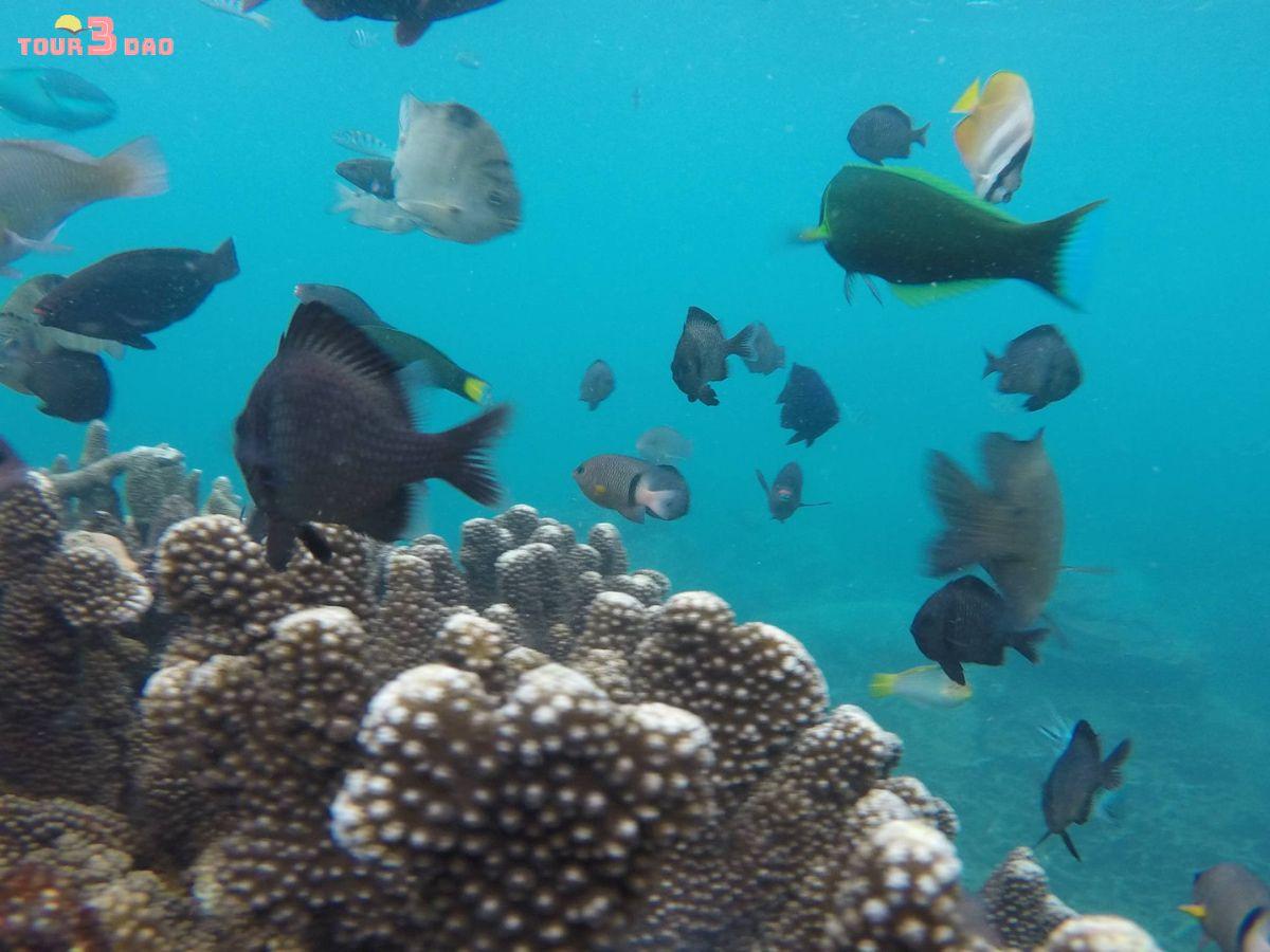 tour hòn mun nha trang