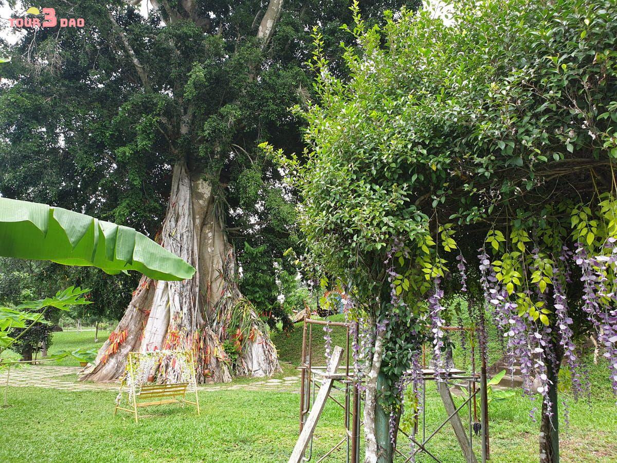 tour thác yang bay nha trang