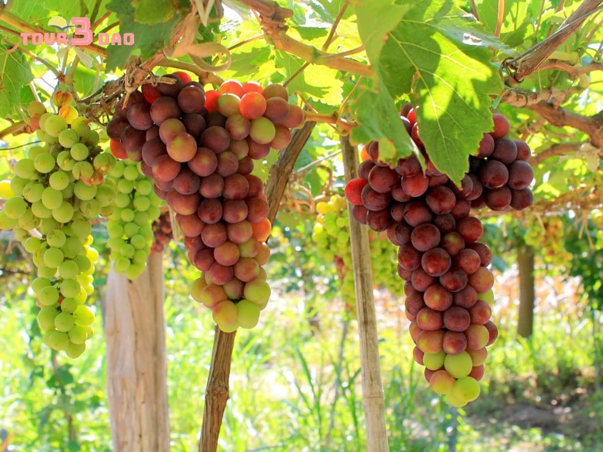 tour-hang-rai-vinh-hy